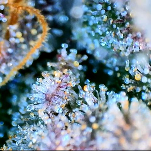 Blue Dream 1 growlog timeline photo