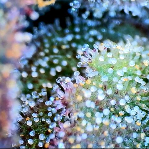 Blue Dream 1 growlog timeline photo