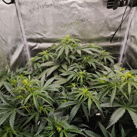 Green Gelato Auto growlog timeline photo