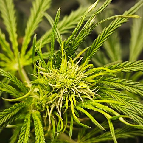 Green Gelato Auto growlog timeline photo
