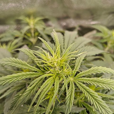 Green Gelato Auto growlog timeline photo