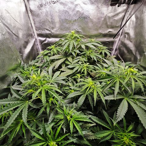 Green Gelato Auto growlog timeline photo