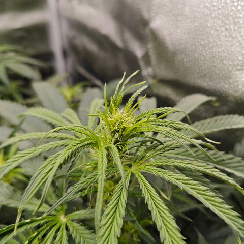 Green Gelato Auto growlog timeline photo
