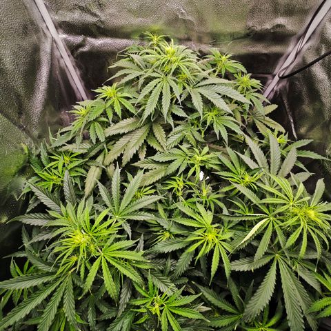 Green Gelato Auto growlog timeline photo