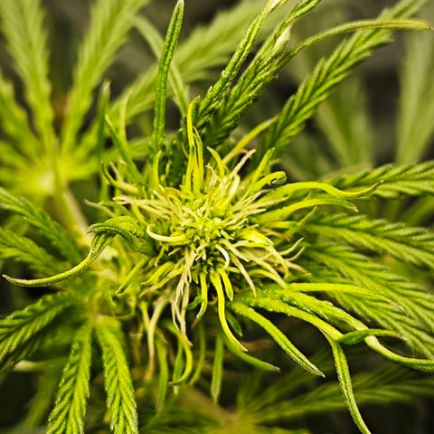Green Gelato Auto growlog timeline photo