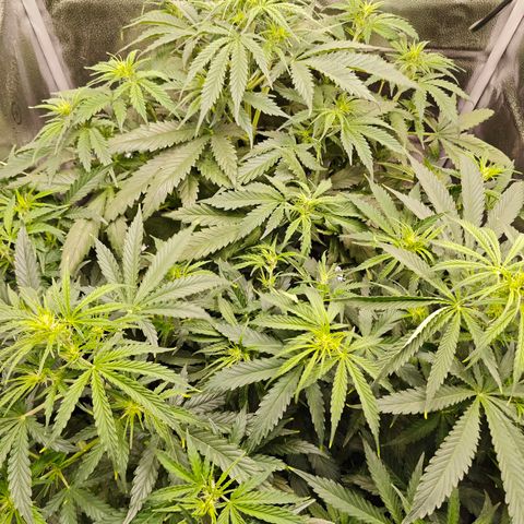 Green Gelato Auto growlog timeline photo