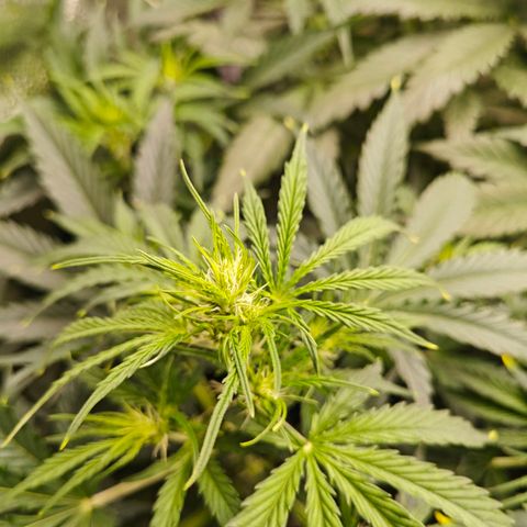 Green Gelato Auto growlog timeline photo