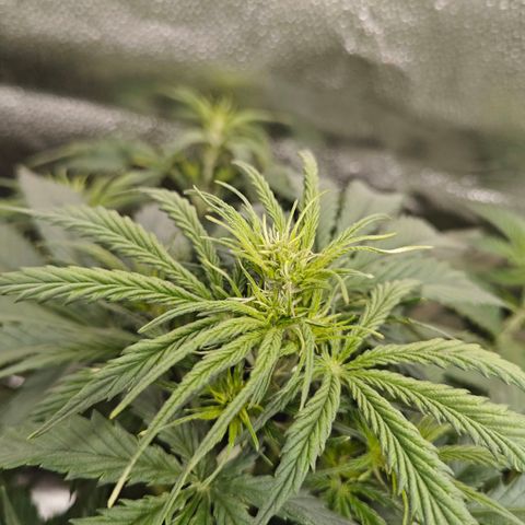 Green Gelato Auto growlog timeline photo