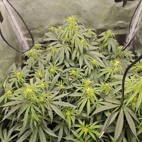 Green Gelato Auto growlog timeline photo