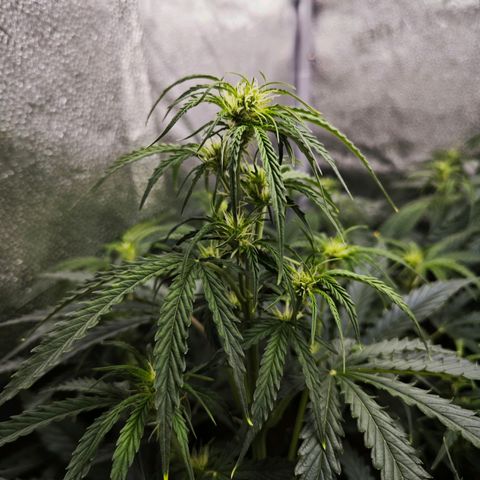 Green Gelato Auto growlog timeline photo
