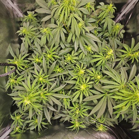 Green Gelato Auto growlog timeline photo