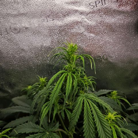 Green Gelato Auto growlog timeline photo