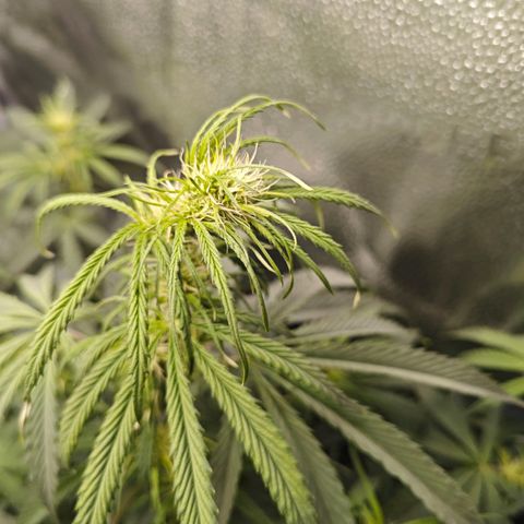 Green Gelato Auto growlog timeline photo