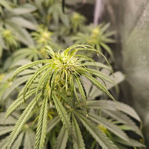 Green Gelato Auto growlog timeline photo