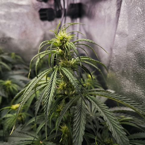 Green Gelato Auto growlog timeline photo