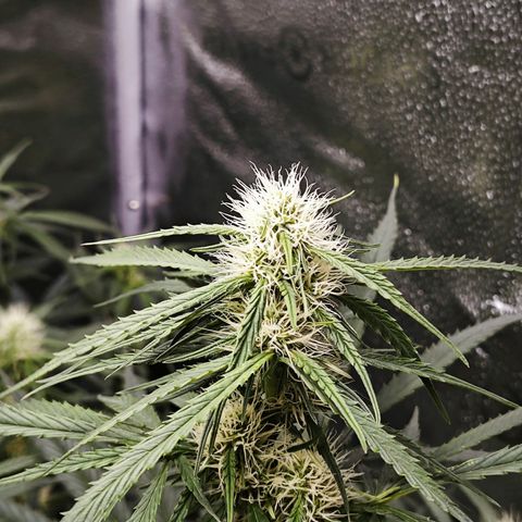 Green Gelato Auto growlog timeline photo