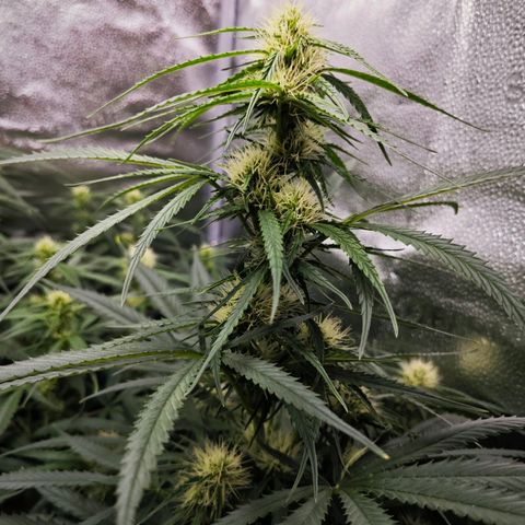 Green Gelato Auto growlog timeline photo