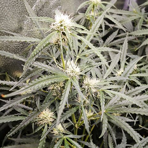 Green Gelato Auto growlog timeline photo