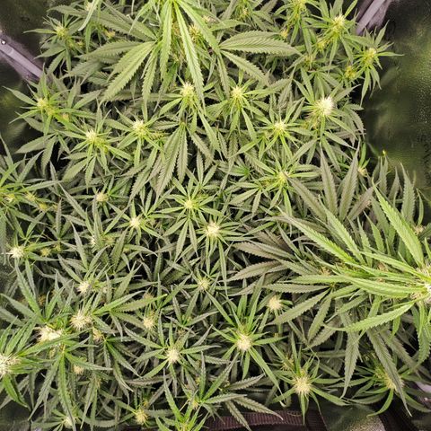 Green Gelato Auto growlog timeline photo