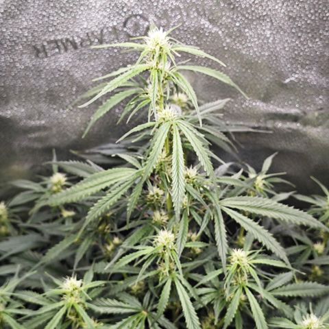 Green Gelato Auto growlog timeline photo