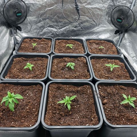 Biscotti growlog timeline photo