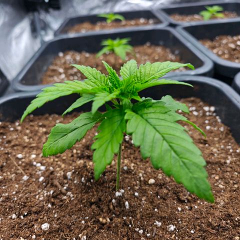 Biscotti growlog timeline photo