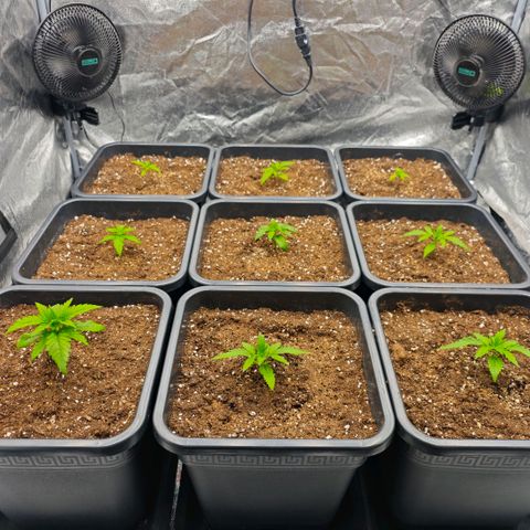 Biscotti growlog timeline photo