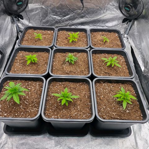 Biscotti growlog timeline photo