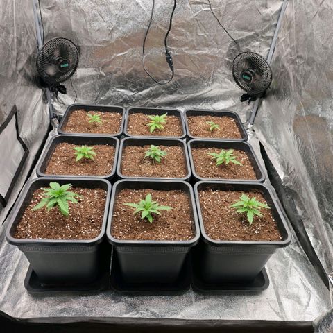 Biscotti growlog timeline photo