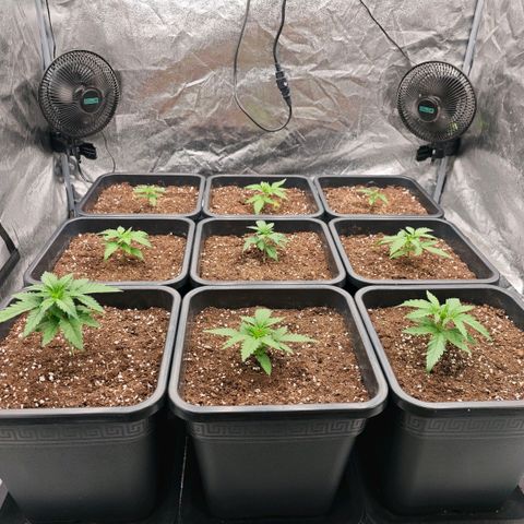 Biscotti growlog timeline photo