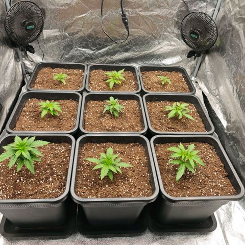 Biscotti growlog timeline photo