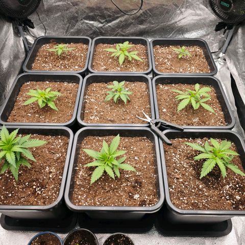 Biscotti growlog timeline photo