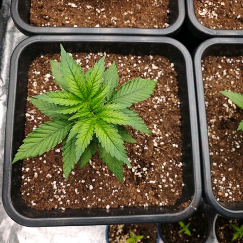 Biscotti growlog timeline photo