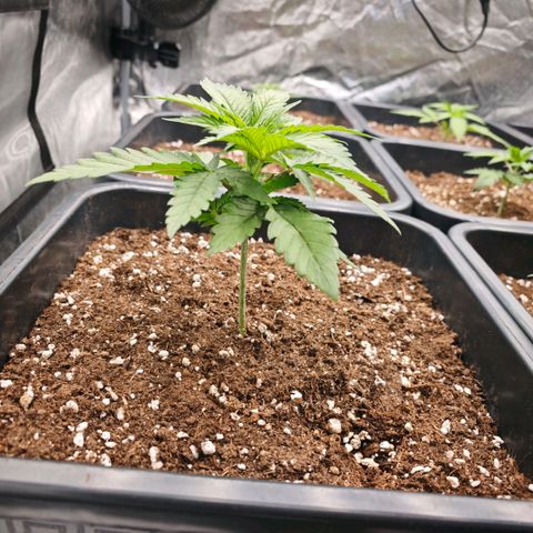 Biscotti growlog timeline photo