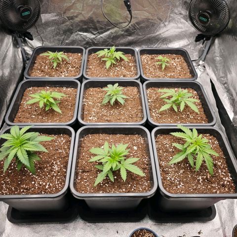 Biscotti growlog timeline photo