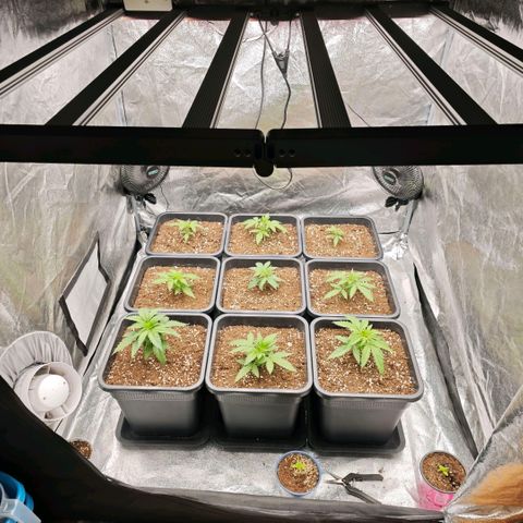 Biscotti growlog timeline photo