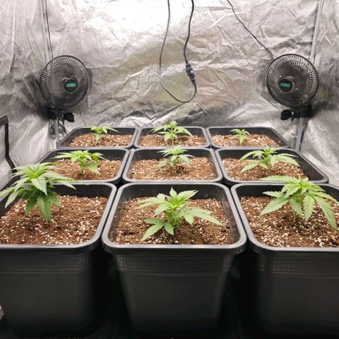 Biscotti growlog timeline photo