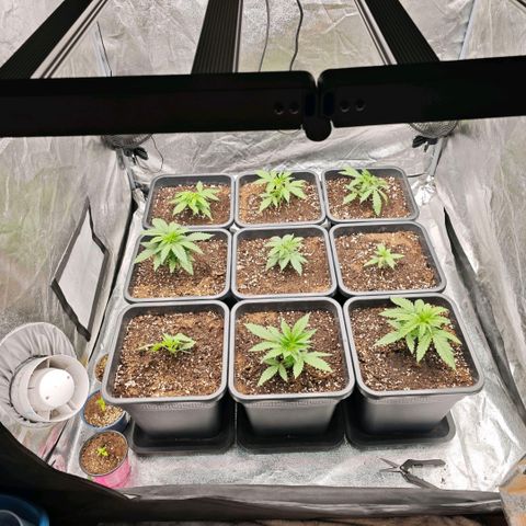 Biscotti growlog timeline photo