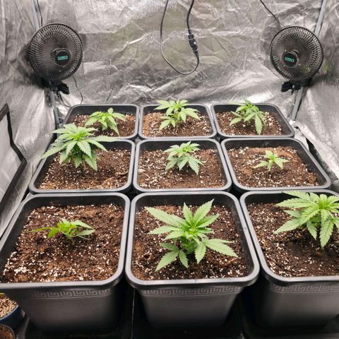 Biscotti growlog timeline photo
