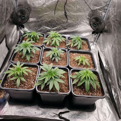 Biscotti growlog timeline photo