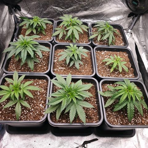 Biscotti growlog timeline photo