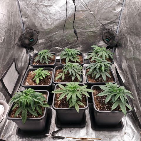 Biscotti growlog timeline photo