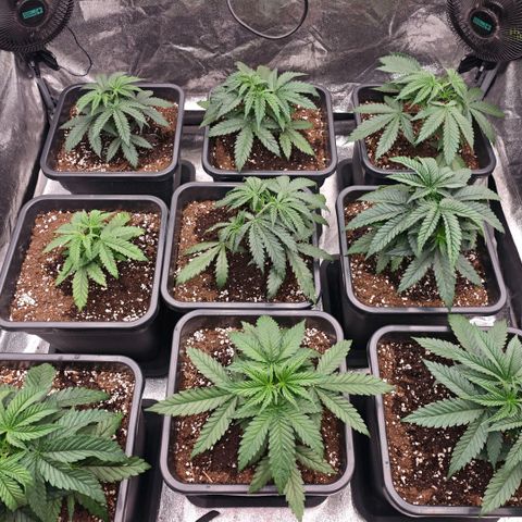 Biscotti growlog timeline photo