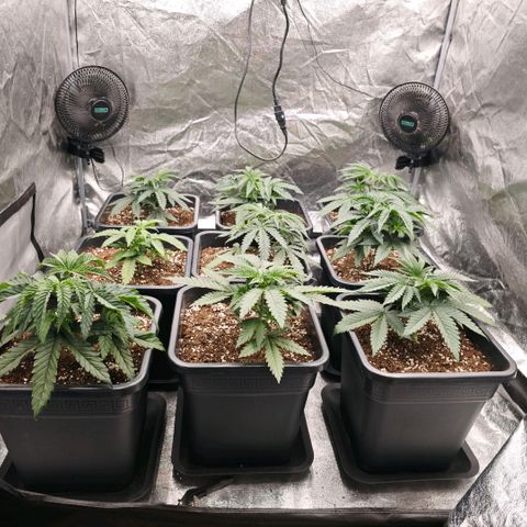 Biscotti growlog timeline photo