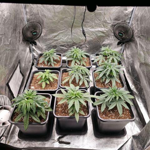 Biscotti growlog timeline photo