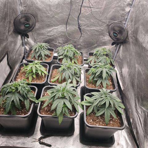Biscotti growlog timeline photo