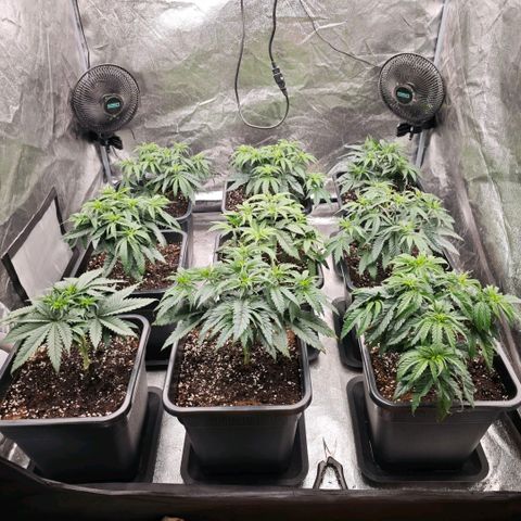 Biscotti growlog timeline photo