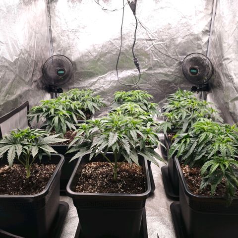 Biscotti growlog timeline photo