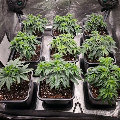 Biscotti growlog timeline photo