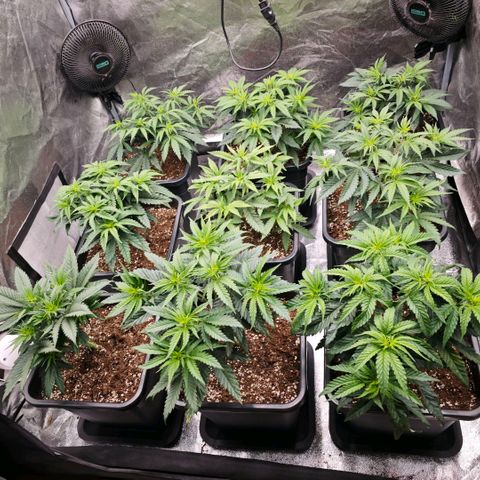 Biscotti growlog timeline photo